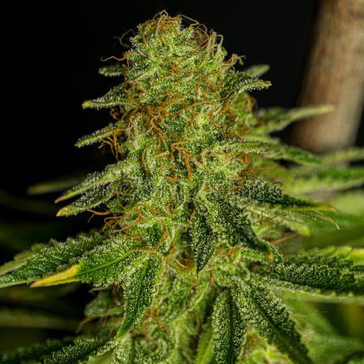 Afghan Kush Cannabis Seeds