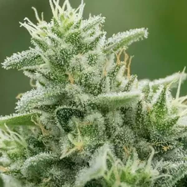 Colossal Purps Cannabis Seeds - Mega Buds