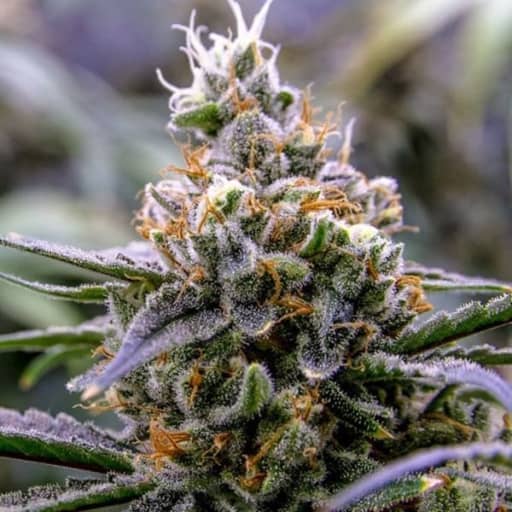 Giant Skittlez Cannabis Seeds - Mega Buds