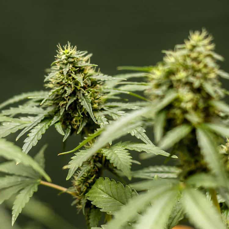 Mega CBD Cannabis Seeds - Mega Buds