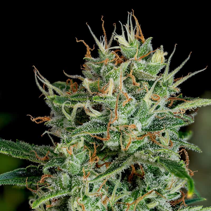 Northern Lights Cannabis Seeds - BudChampion