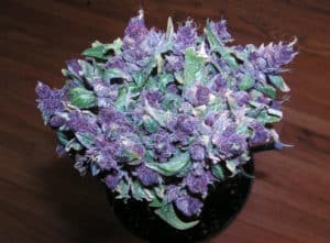 Purple Haze Seeds