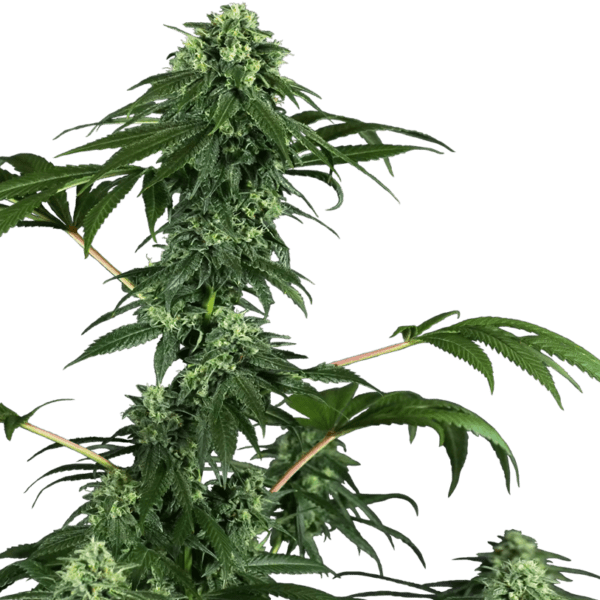 420 Punch Feminised Cannabis Seeds - Sensi Seeds Research