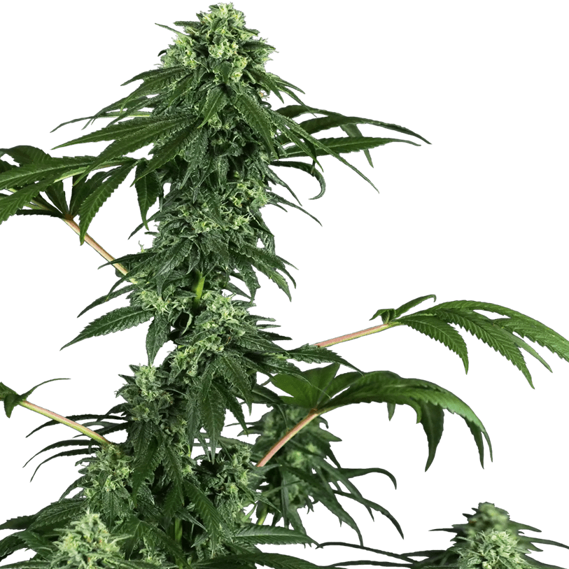 420 Punch Feminised Cannabis Seeds - Sensi Seeds Research