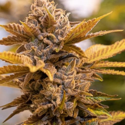 Alien Candy Kush Cannabis Seeds - High Speed Buds