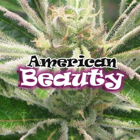 American Beauty Cannabis Seeds - Dr Underground