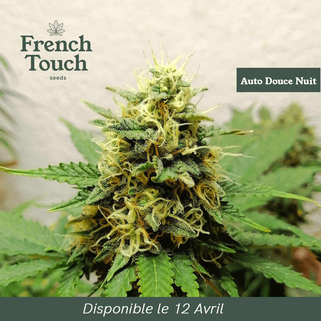 Auto Douce-Nuit Cannabis Seeds - French Touch Seeds