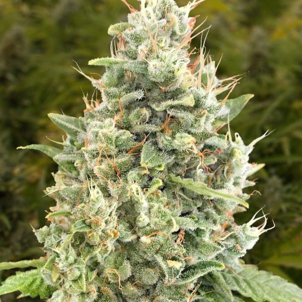 Auto Gorilla Zkittlez Cannabis Seeds - High Speed Buds