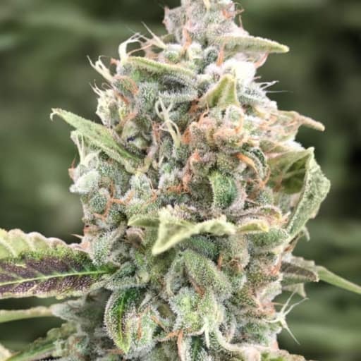 Auto Grateful Dead Cannabis Seeds - High Speed Buds