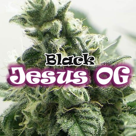 Black Jesus OG Cannabis Seeds - Dr Underground