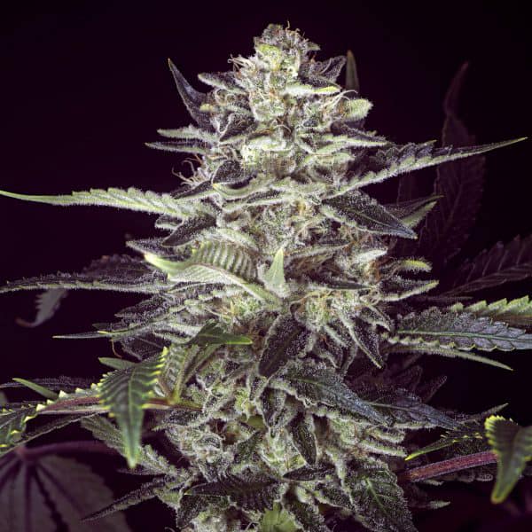 Brain Stroke Cannabis Seeds - High Speed Buds