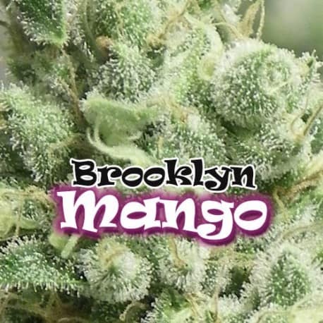 Brooklyn Mango Cannabis Seeds - Dr Underground