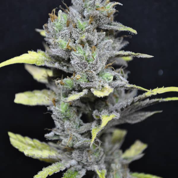 CBD MediHaze Cannabis Seeds - CBD Crew