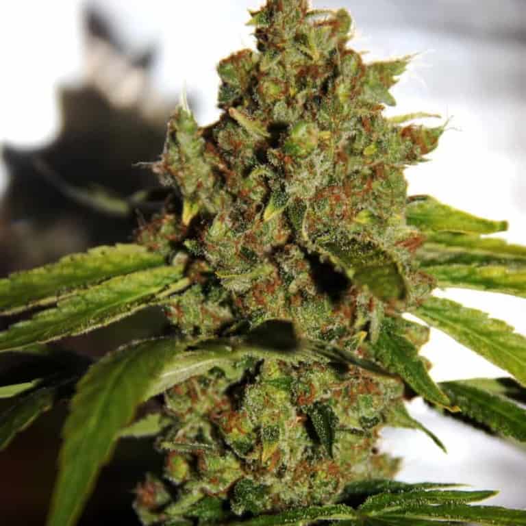 CBD PH Cannabis Seeds - CBD Crew