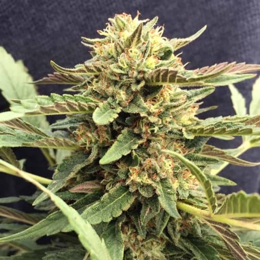 CBD Therapy Cannabis Seeds - CBD Crew