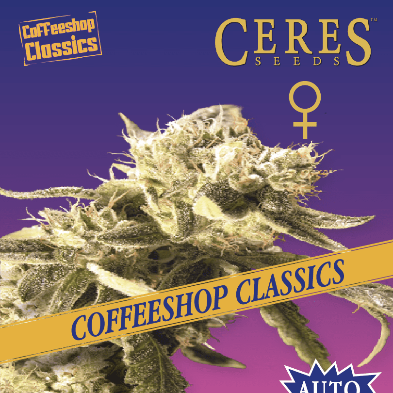 Easy Rider Cannabis Seeds - Ceres Seeds