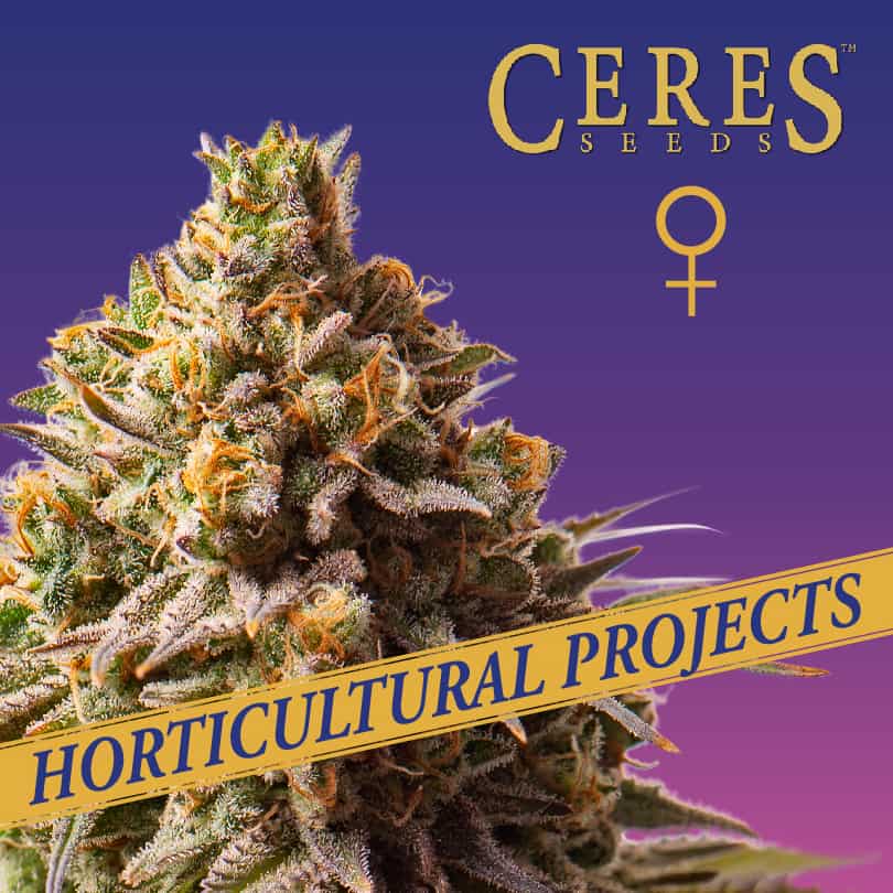 Gorilla Blueberry Cannabis Seeds - Ceres Seeds