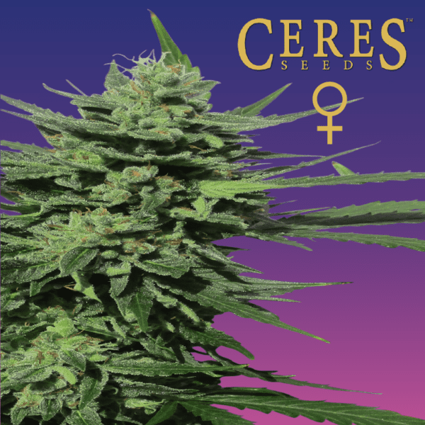 Lemonesia Feminised Cannabis Seeds - Ceres Seeds