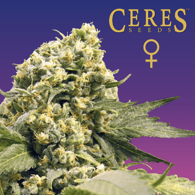 Northern Lights X Skunk Feminised Cannabis Seeds - Ceres Seeds