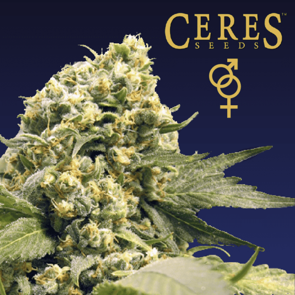Northern Lights X Skunk Regular Cannabis Seeds - Ceres Seeds