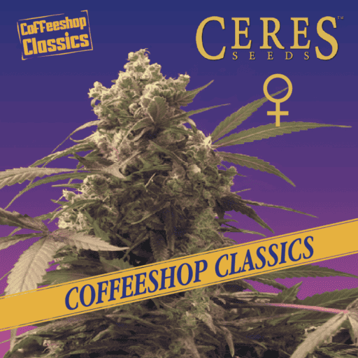Purple Haze Cannabis Seeds - Ceres Seeds