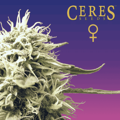 Skunk Feminised Cannabis Seeds - Ceres Seeds