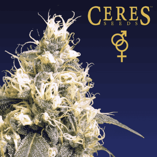 Skunk Regular Cannabis Seeds - Ceres Seeds