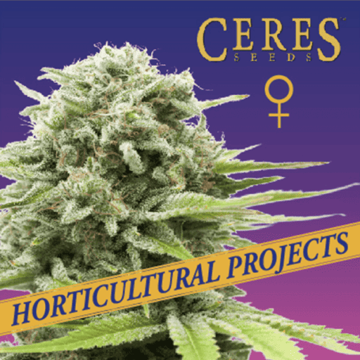 Strawberry Lemon Haze Cannabis Seeds - Ceres Seeds