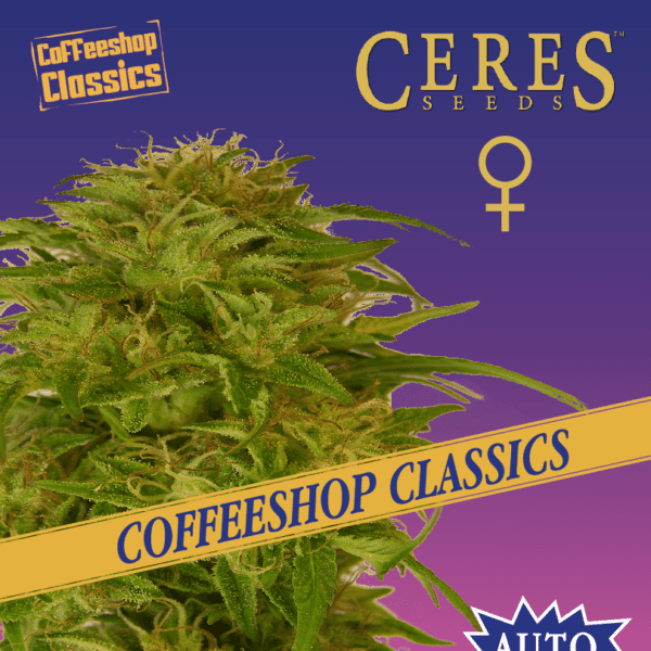 Super Automatic Kush Cannabis Seeds - Ceres Seeds
