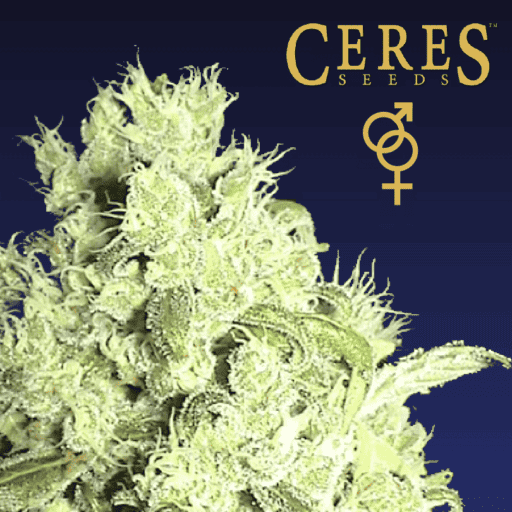 White Indica Regular Cannabis Seeds - Ceres Seeds