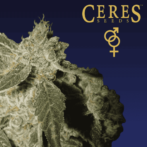 White Panther Regular Cannabis Seeds - Ceres Seeds