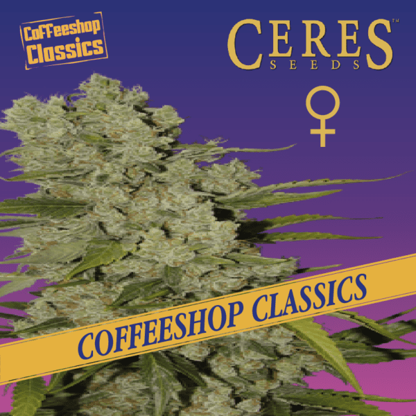 White Widow Cannabis Seeds - Ceres Seeds