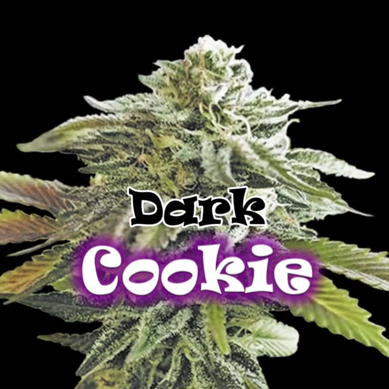 Dark Cookie Cannabis Seeds - Dr Underground