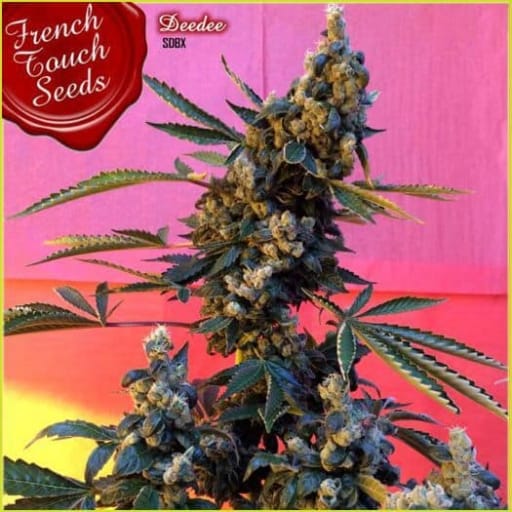 Deedee Cannabis Seeds - French Touch Seeds