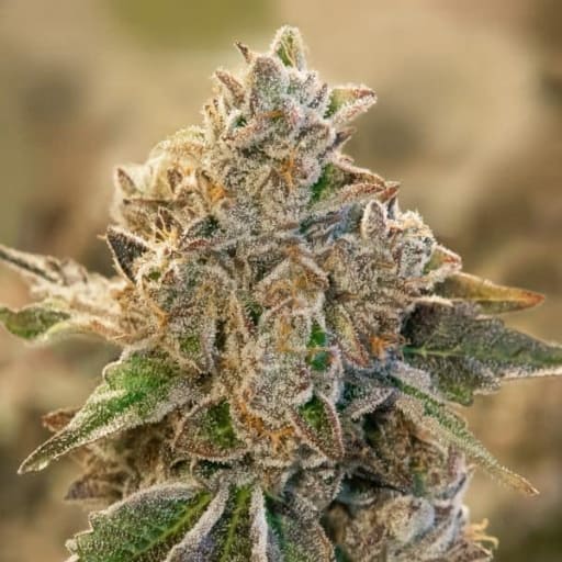 Do Si Face Auto Cannabis Seeds - High Speed Buds