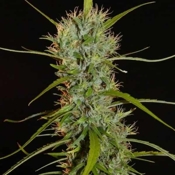 Filipino Kibungan Cannabis Seeds - Khalifa Genetics