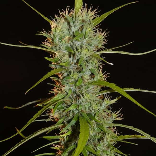 Filipino Kibungan Cannabis Seeds - Khalifa Genetics
