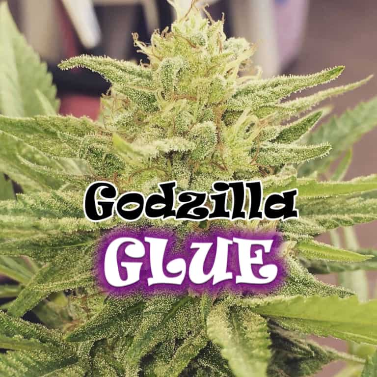 Godzilla Glue Cannabis Seeds - Dr Underground