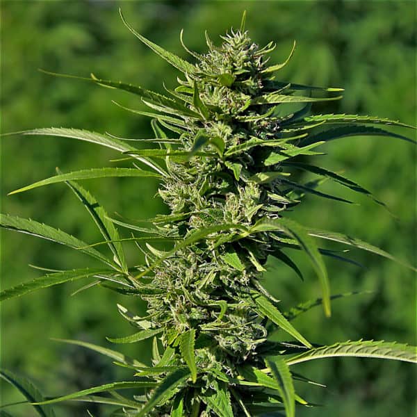 Golden Haze Cannabis Seeds - Devils Harvest Seeds