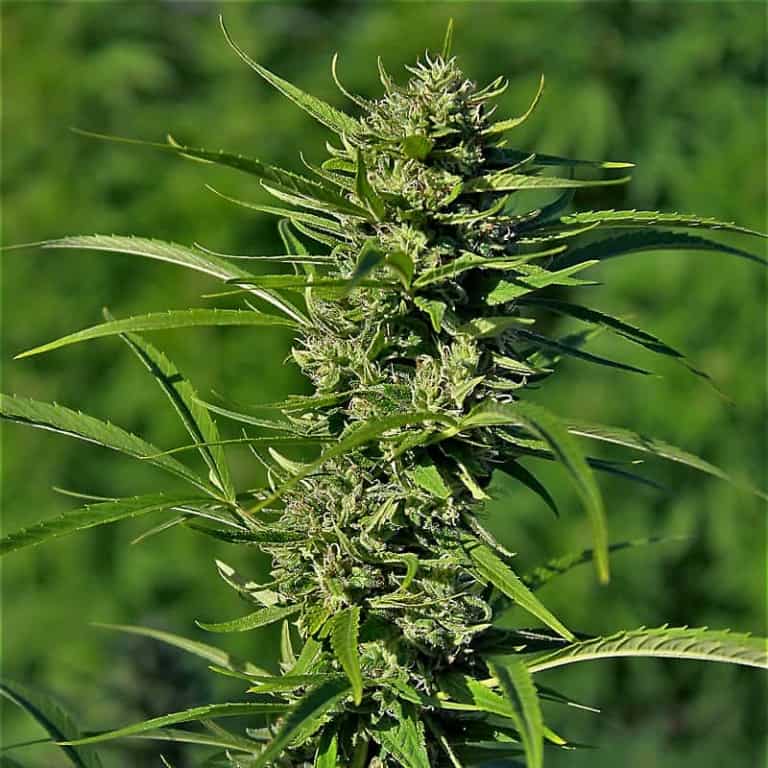 Golden Haze Cannabis Seeds - Devils Harvest Seeds