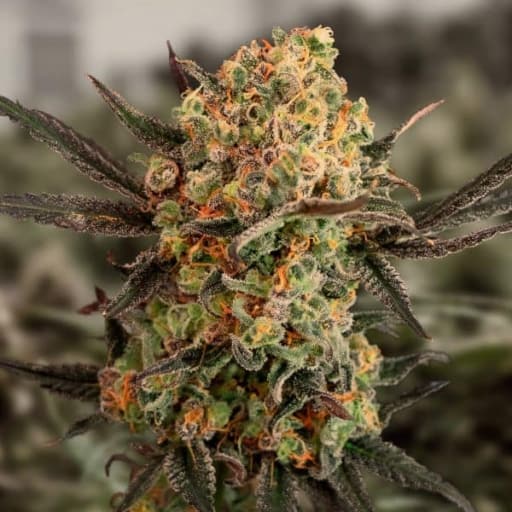 Gorilla Cookies Auto Cannabis Seeds - High Speed Buds