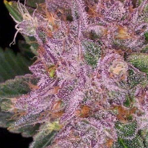 Grape Krush Cannabis Seeds - DJ Short