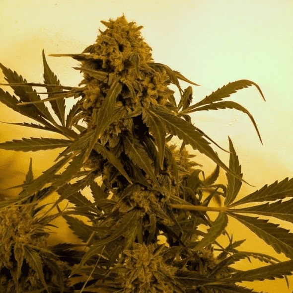 Guillotine Cannabis Seeds - French Touch Seeds