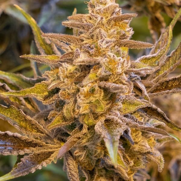 High Voltage Auto Cannabis Seeds - High Speed Buds