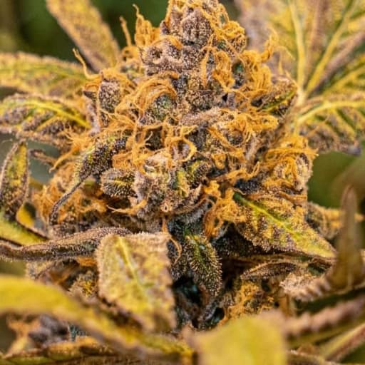 High Voltage Fast Cannabis Seeds - High Speed Buds