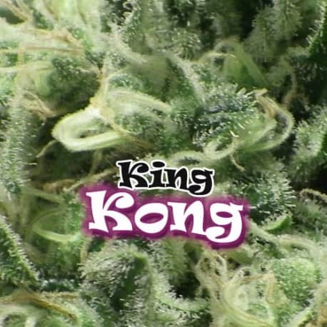 King Kong Cannabis Seeds - Dr Underground