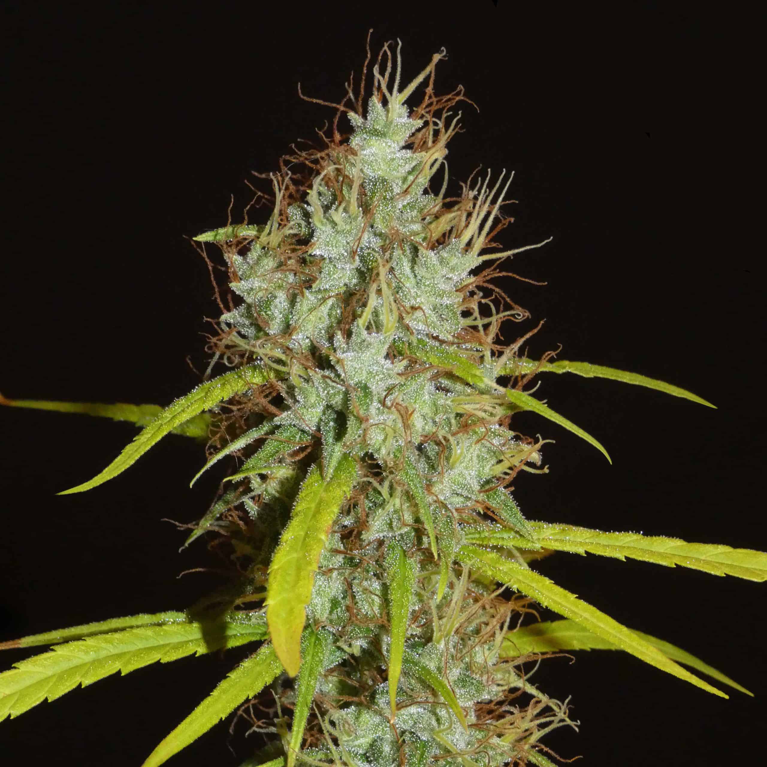 Maharaja Haze Cannabis Seeds - Khalifa Genetics