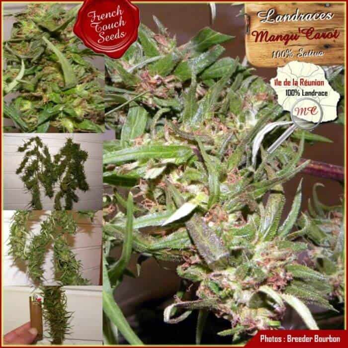 Mangu Karot Cannabis Seeds - French Touch Seeds