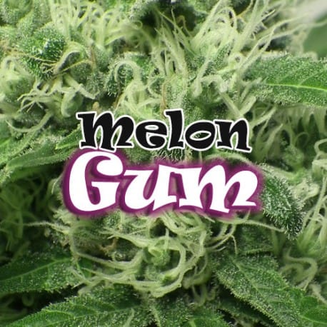 Melon Gum Cannabis Seeds - Dr Underground