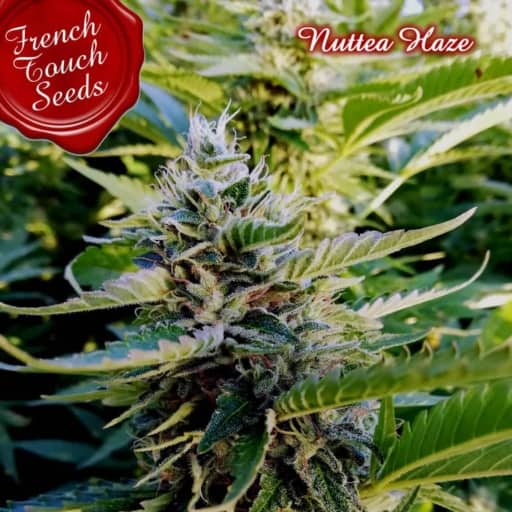 Nuttea Haze Cannabis Seeds - French Touch Seeds